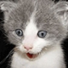 Avatar for mikeshi from gravatar.com