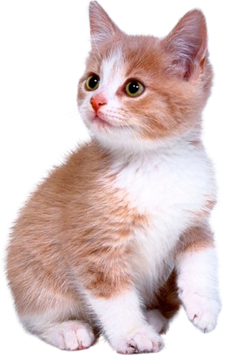 https://raw.githubusercontent.com/Dashstrom/pixelize/main/docs/examples/cat.bmp