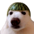 Avatar for melon-dog from gravatar.com