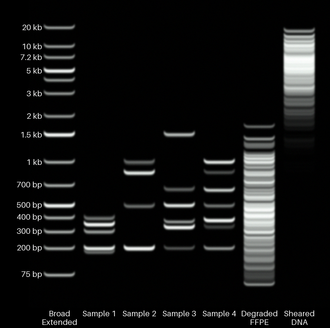 Virtual gel with four AAV-like samples, degraded FFPE DNA, and sheared genomic DNA