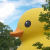 Avatar for yoichi from gravatar.com