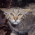 Avatar for samthursfield from gravatar.com