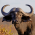 Avatar for brownbuffalo5545 from gravatar.com