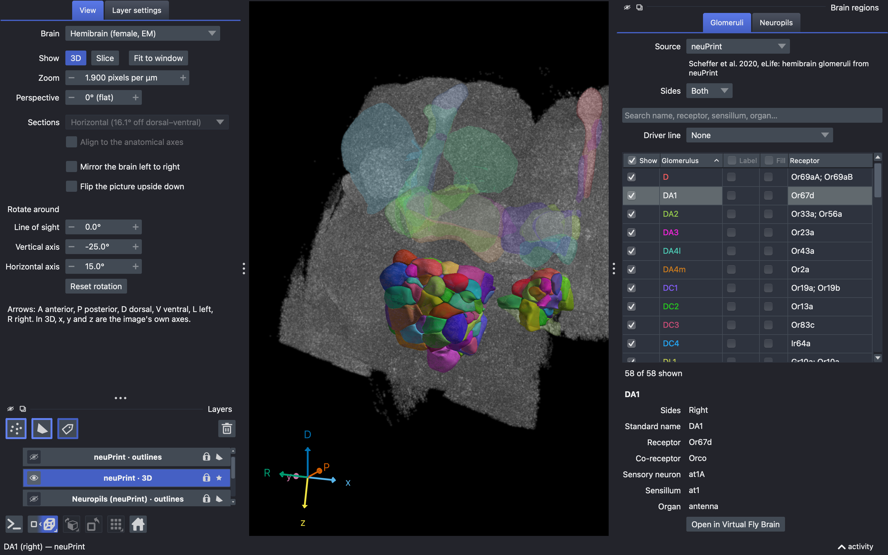 The hemibrain in 3D, with its neuropil stain, its neuropils, and the panel that lists the glomeruli