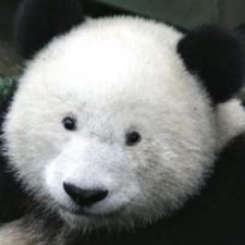 Avatar for Zhen Zhang from gravatar.com