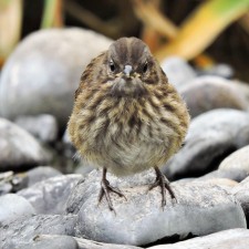 Avatar for Kaeden Brinkman from gravatar.com