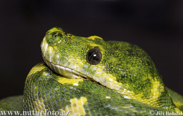 http://www.naturfoto.cz/fotografie/ostatni/krajta-zelena-47784.jpg