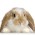 Avatar for micheldumontier from gravatar.com