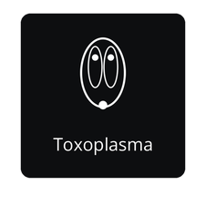 Open the Toxoplasma API