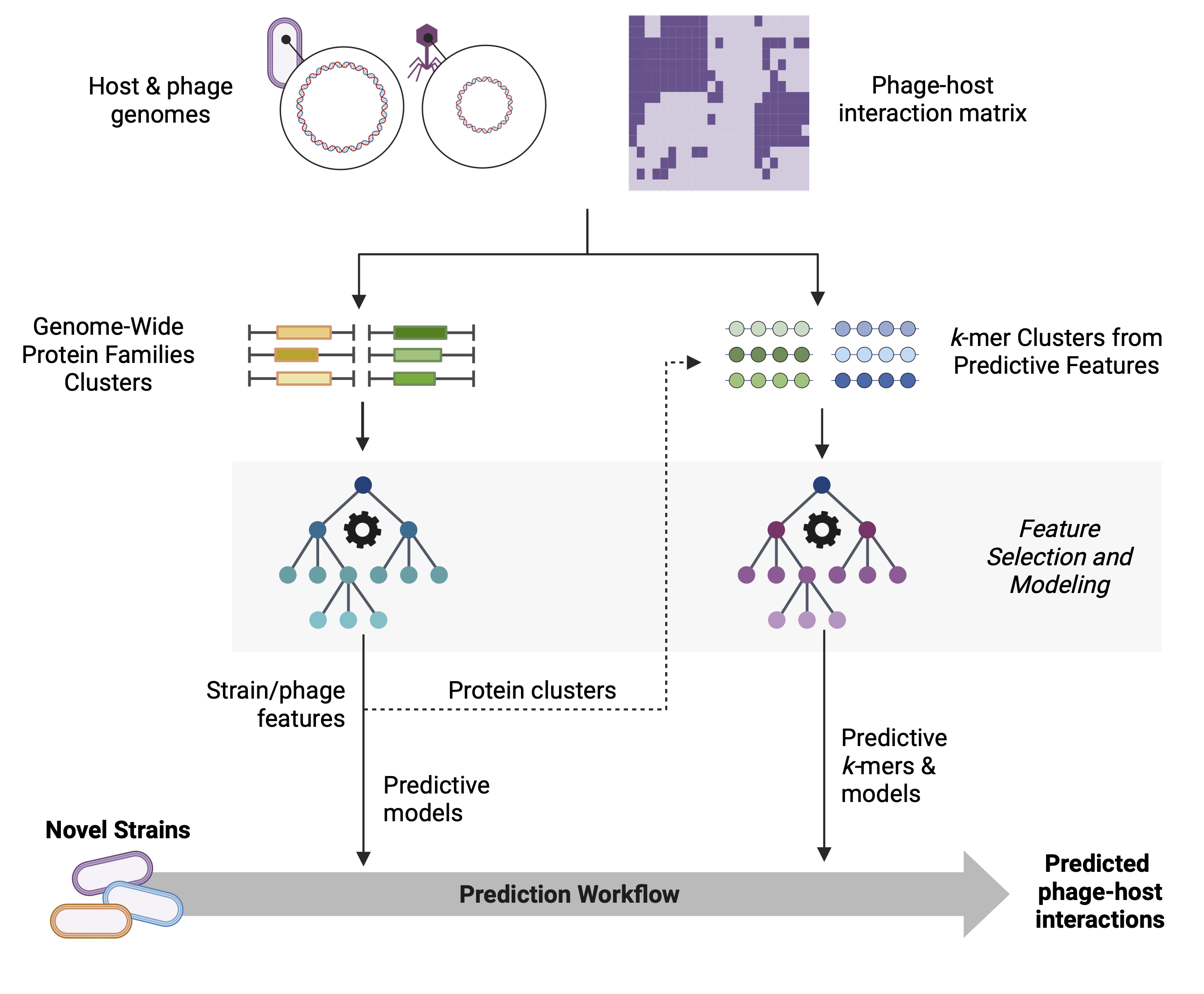 GenoPHI Workflow