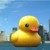 Avatar for swansone from gravatar.com