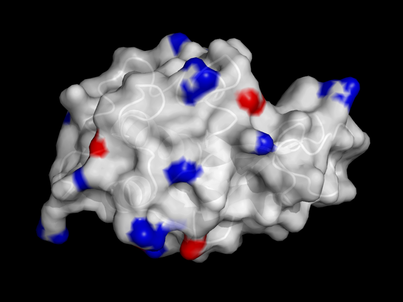 Electrostatic view of lysozyme (1LYZ)