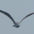 Avatar for johngull from gravatar.com