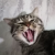Avatar for FelineFantasy from gravatar.com