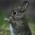 Avatar for nnnnnzo from gravatar.com