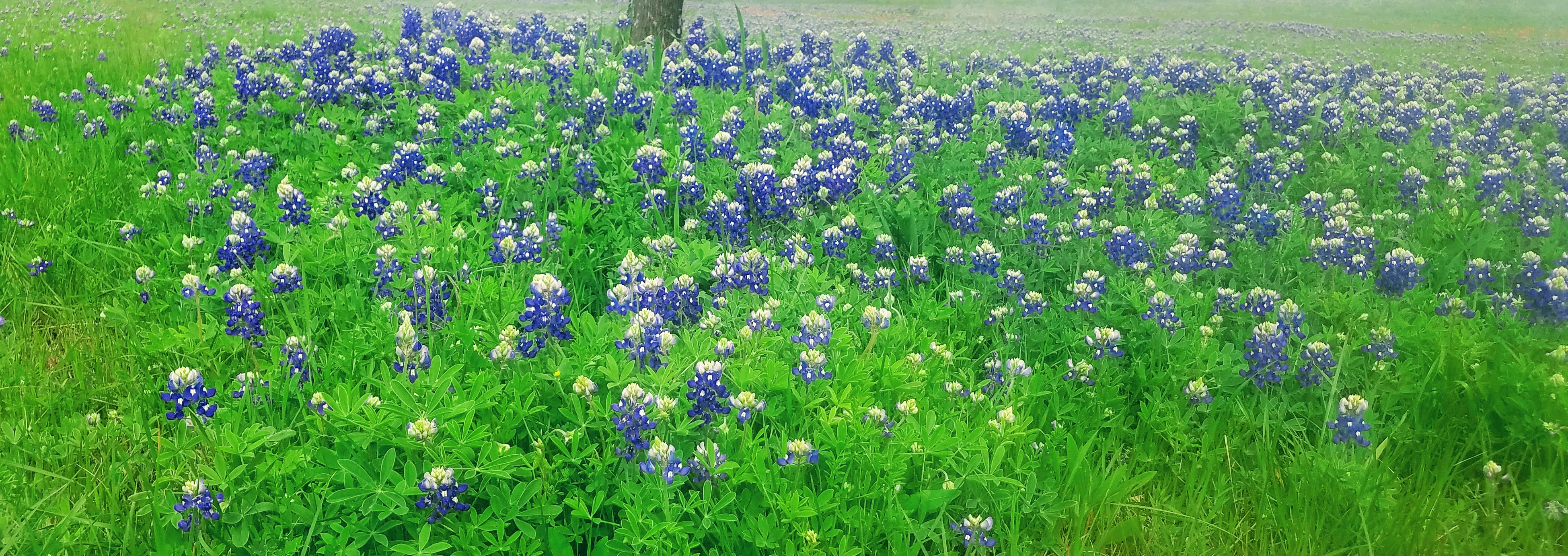 bluebonnets in bloom