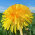 Avatar for darndestdabbler from gravatar.com