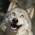 Avatar for slvwolf from gravatar.com