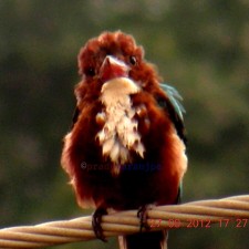 Avatar for Pradyumna Paranjape from gravatar.com