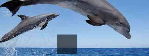 image-20220413094047235