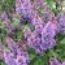 Avatar for Johnson Lee from gravatar.com