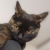 Avatar for a16bitsysop from gravatar.com