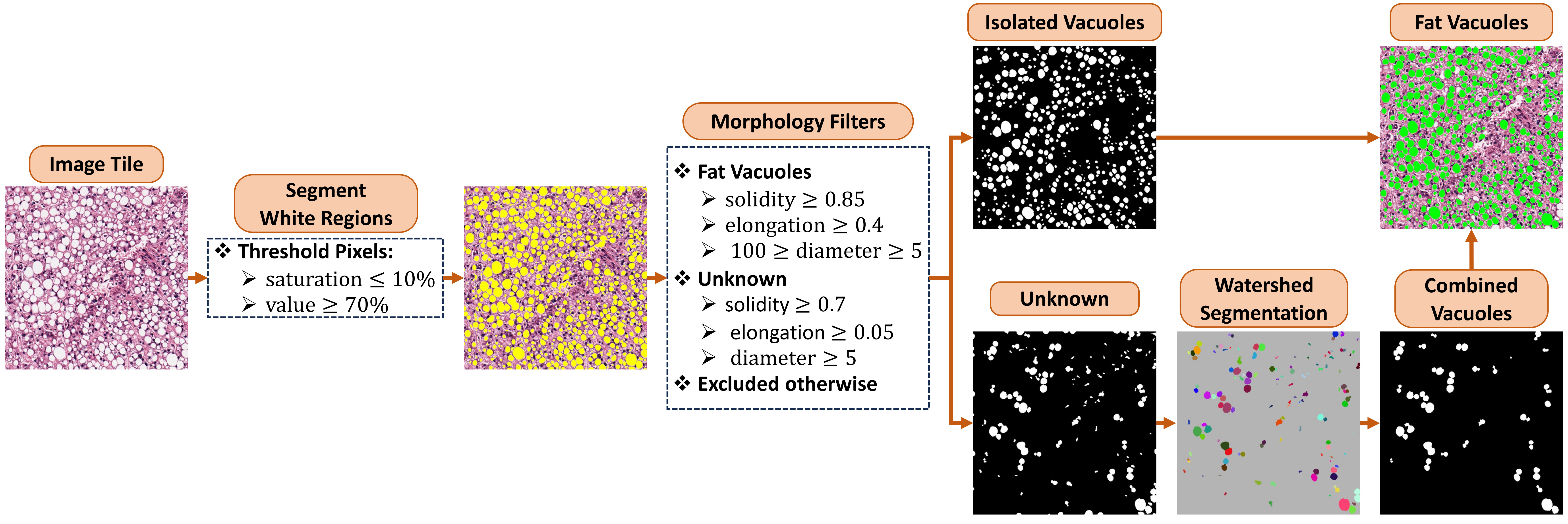 Fat Quantification Workflow
