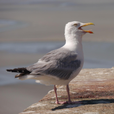 Avatar for ronja from gravatar.com