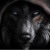 Avatar for BigBlackWolf from gravatar.com