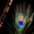 Avatar for bharatvansh from gravatar.com