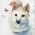 Avatar for zhouhancheng from gravatar.com