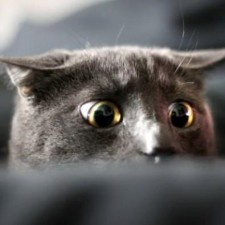 Avatar for igorcoding from gravatar.com