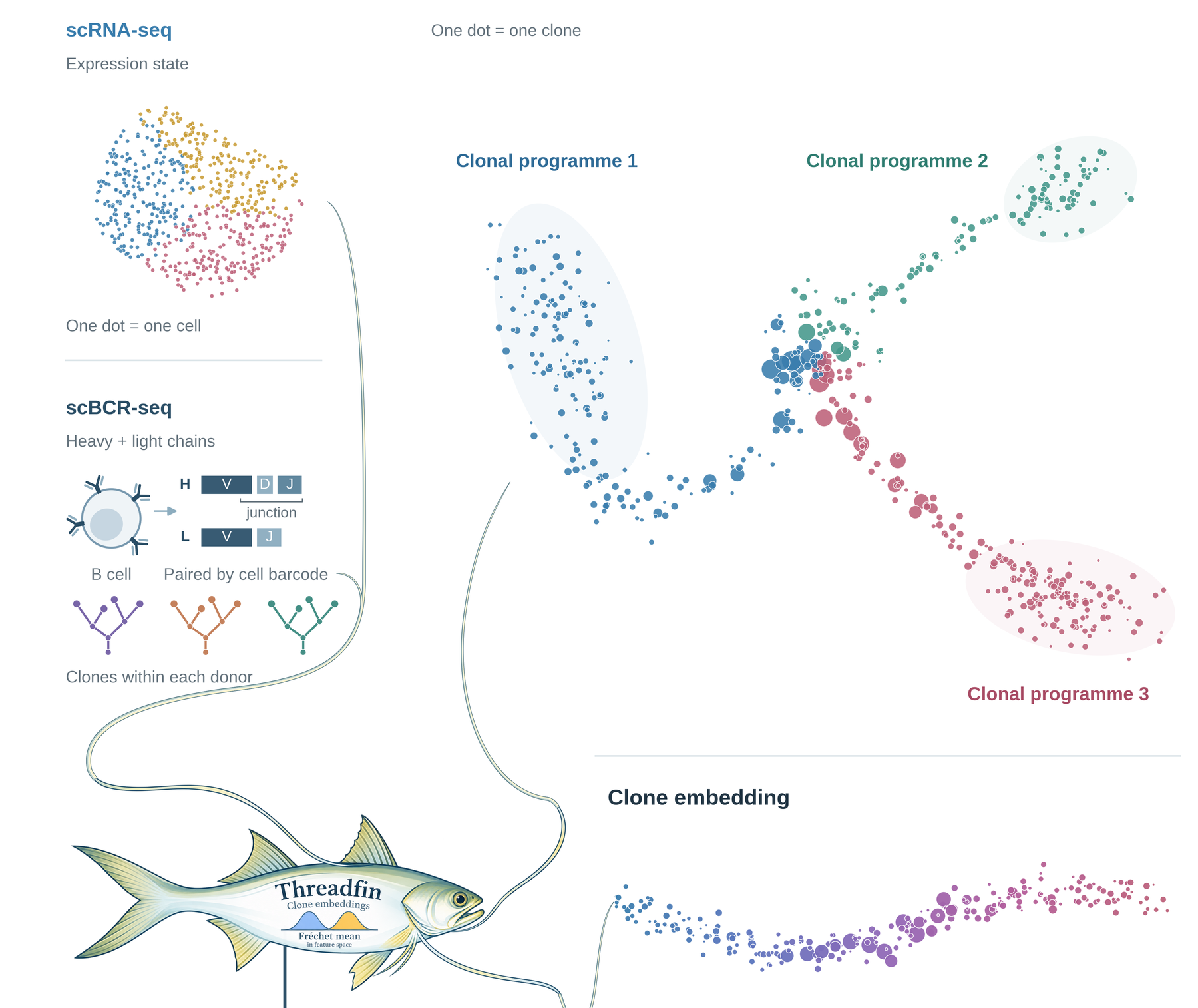 Threadfin turns paired single-cell RNA and BCR sequencing into a clone embedding, one point per clone