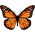 Avatar for symmetricbutterfly from gravatar.com