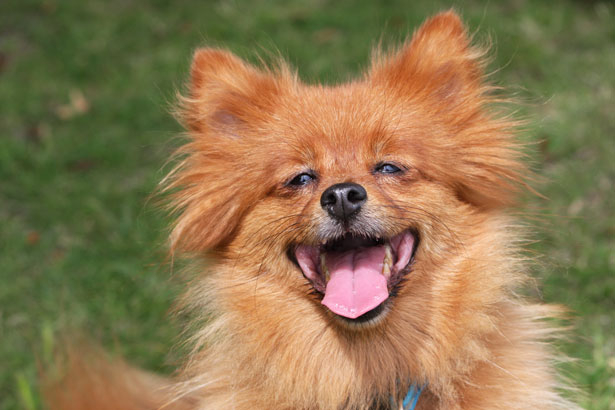 image of dog