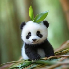Avatar for Panda Fansub from gravatar.com