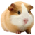 Avatar for lolguineapig from gravatar.com
