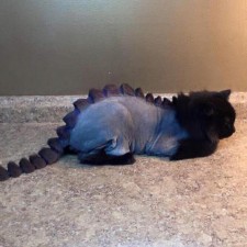 Avatar for Shaun Mishler from gravatar.com