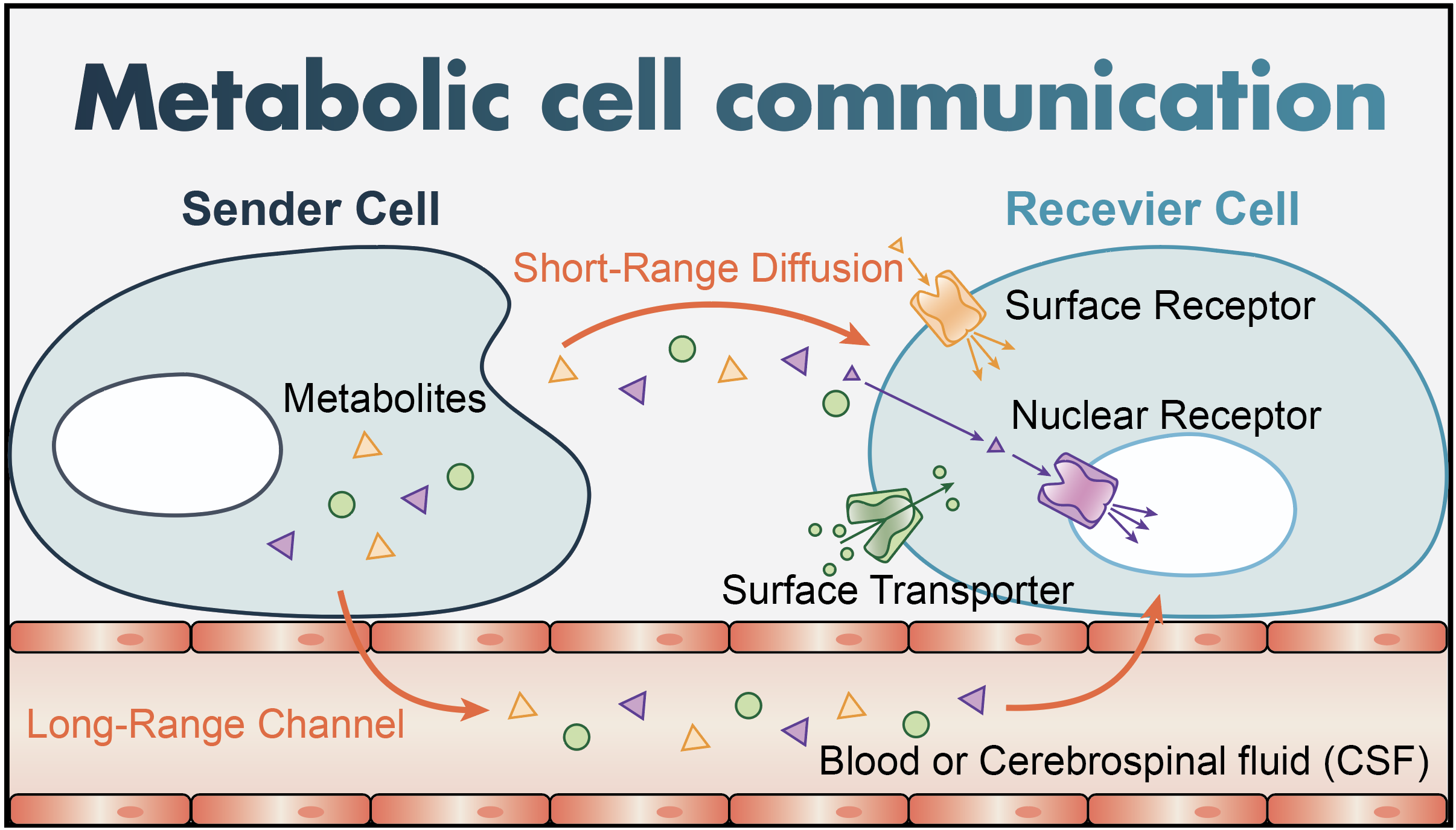 Metabolic cell communication