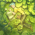 Avatar for MNametissa from gravatar.com