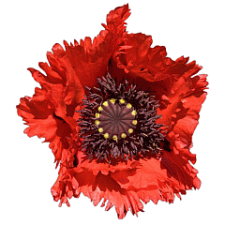 Avatar for waldhol from gravatar.com