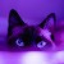 Avatar for bellinimoon from gravatar.com