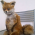 Avatar for liskeee from gravatar.com