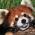 Avatar for alcedine from gravatar.com