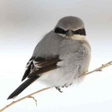 Avatar for shrike from gravatar.com