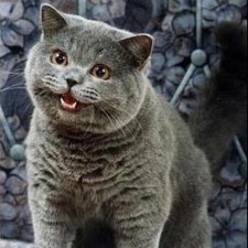 Avatar for tsmith from gravatar.com