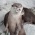 Avatar for progamesigner from gravatar.com