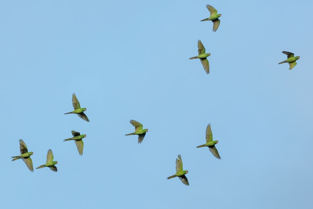 flock of parrots