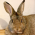 Avatar for scepticalrabbit from gravatar.com