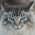 Avatar for clansing from gravatar.com